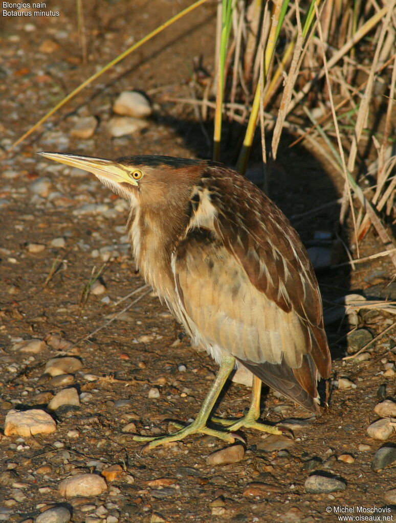 Blongios nain, identification