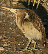 Little Bittern