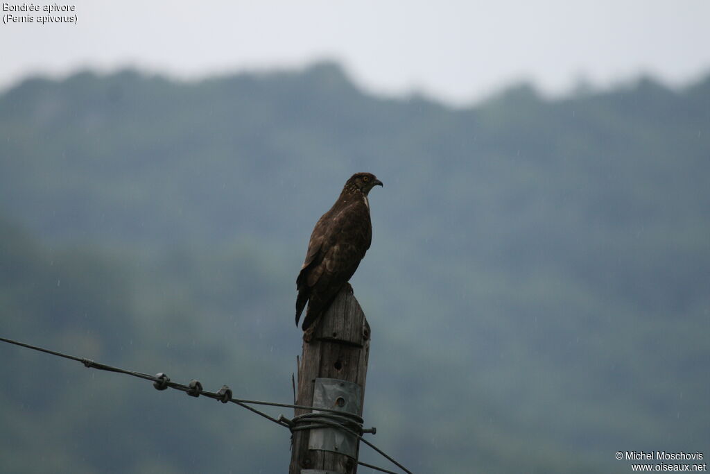 European Honey Buzzard