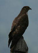 European Honey Buzzard