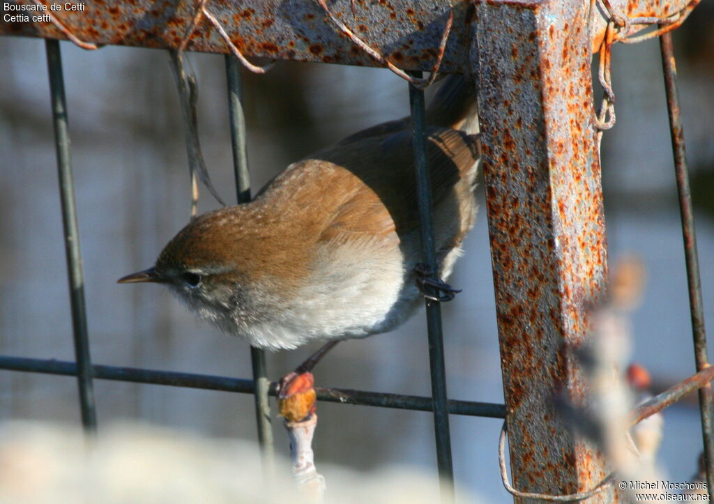 Cetti's Warbler, identification