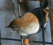 Cetti's Warbler