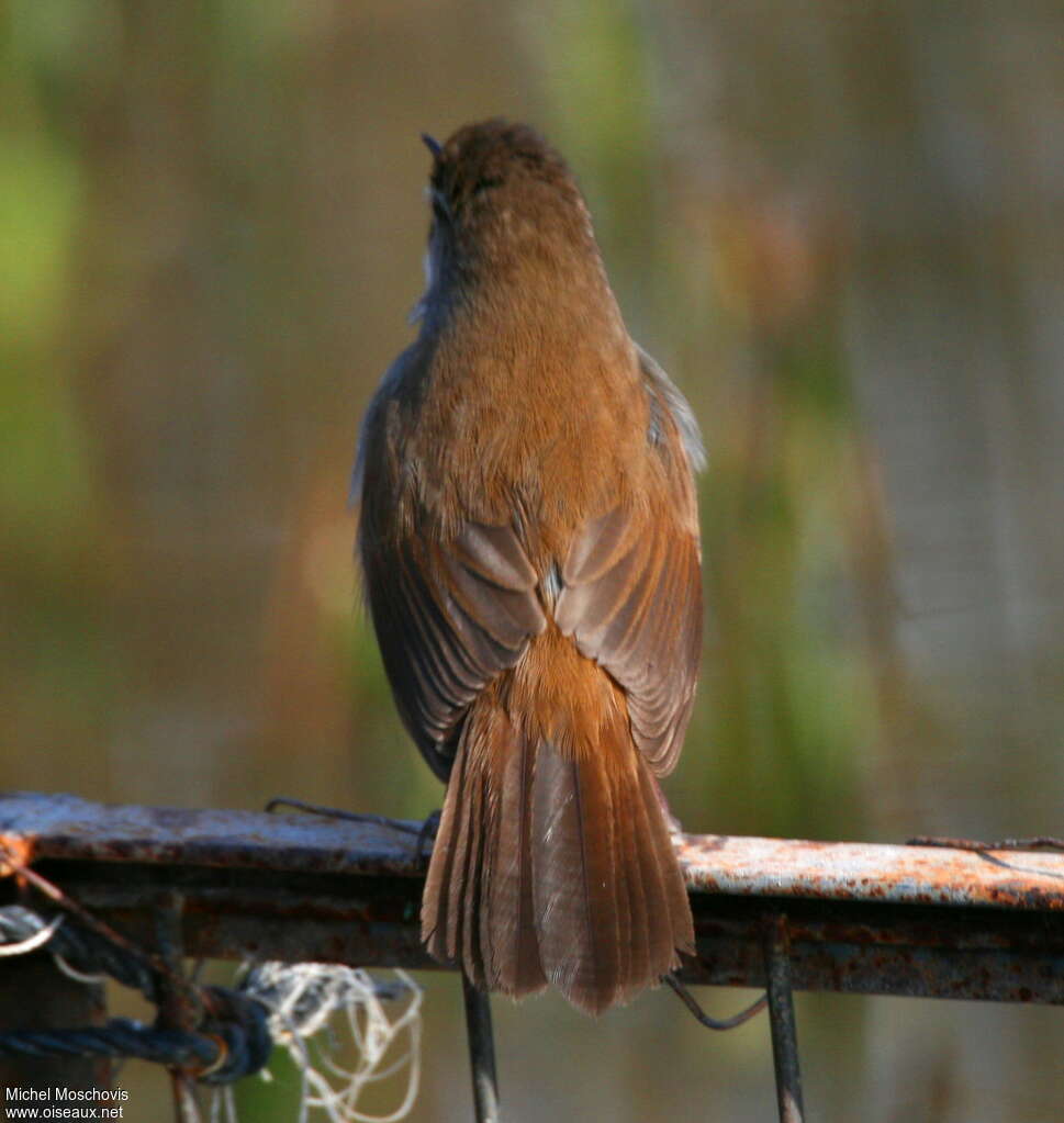 Cetti's Warbleradult, pigmentation