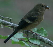 Eurasian Bullfinch