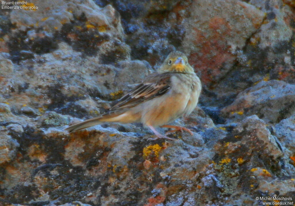 Bruant cendré, identification