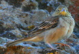 Cinereous Bunting