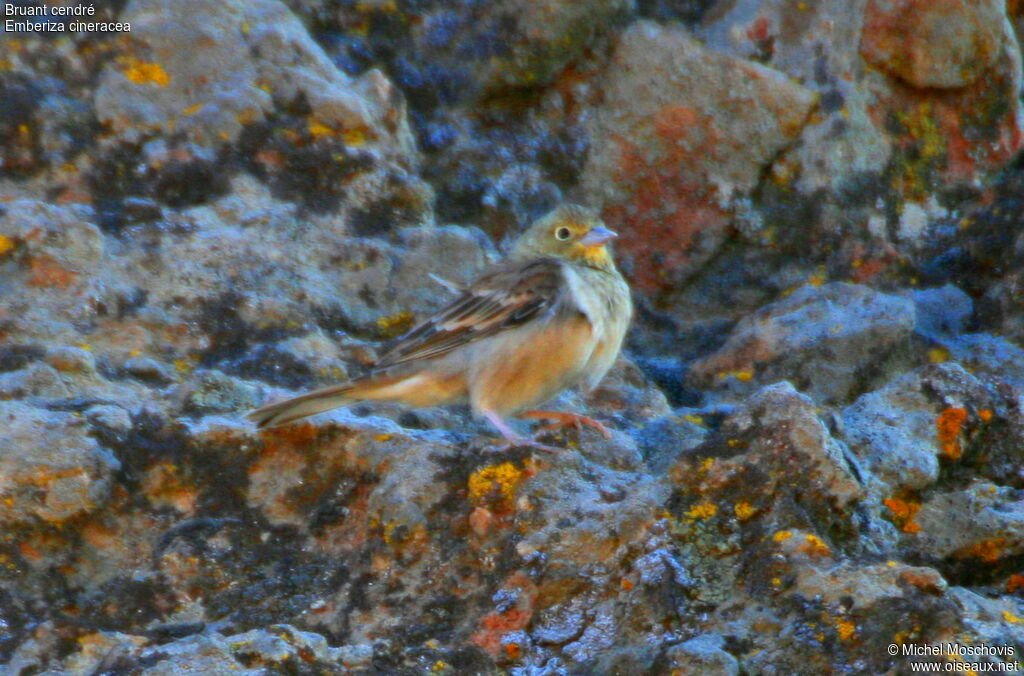 Bruant cendré, identification