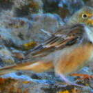 Bruant cendré