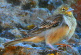 Cinereous Bunting