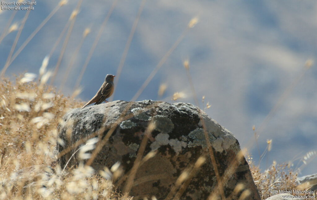 Bruant cendrillard, identification