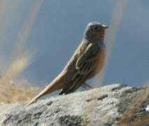 Cretzschmar's Bunting