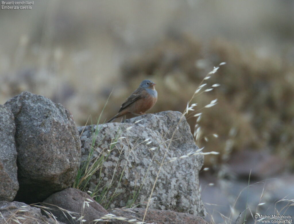 Bruant cendrillard, identification