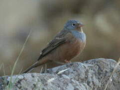 Cretzschmar's Bunting