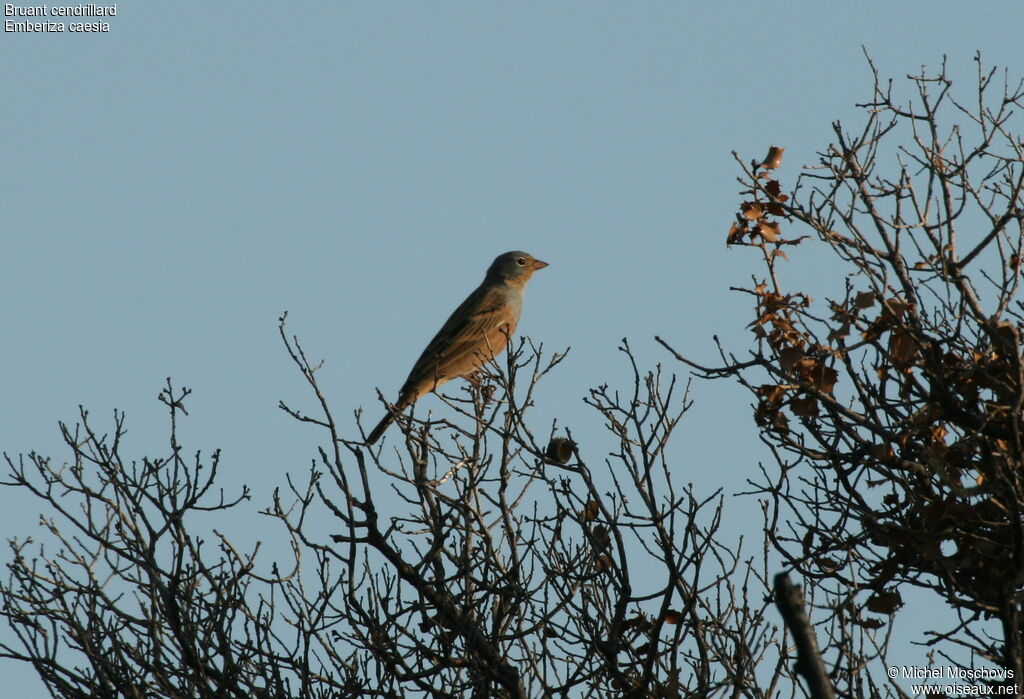 Bruant cendrillard, identification