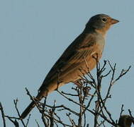 Cretzschmar's Bunting