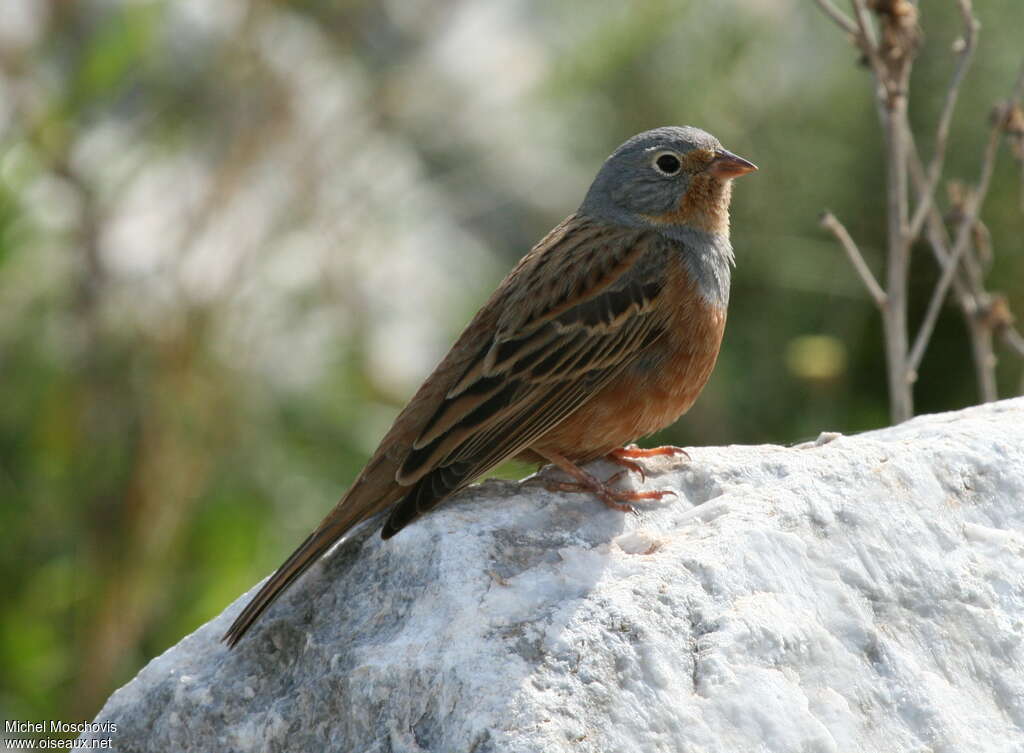 Cretzschmar's Bunting male adult breeding, identification