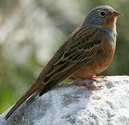 Cretzschmar's Bunting