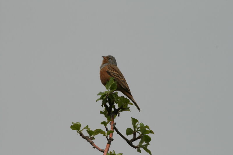 Cretzschmar's Bunting