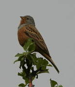 Cretzschmar's Bunting