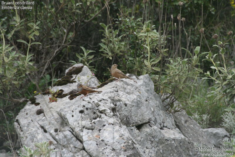 Cretzschmar's Bunting 