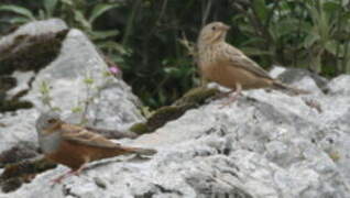 Cretzschmar's Bunting