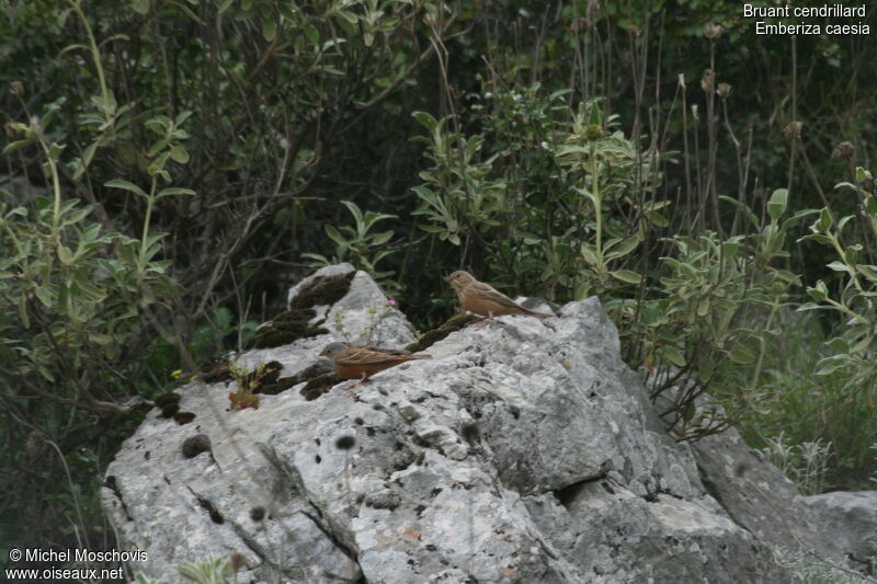 Cretzschmar's Bunting 