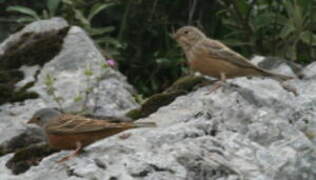 Cretzschmar's Bunting