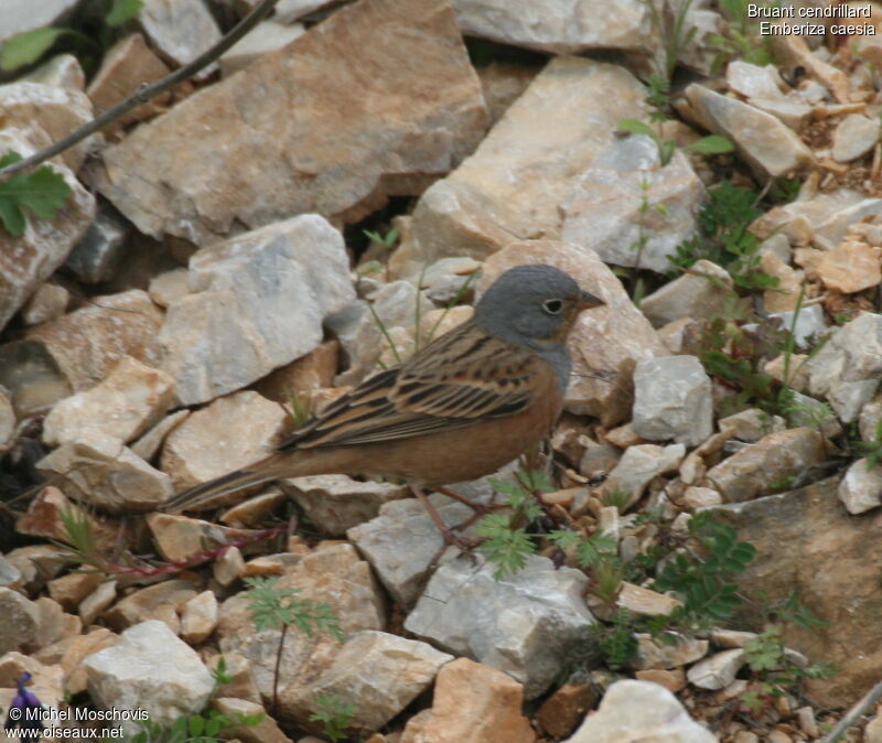 Cretzschmar's Bunting male