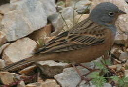 Cretzschmar's Bunting