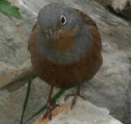 Cretzschmar's Bunting