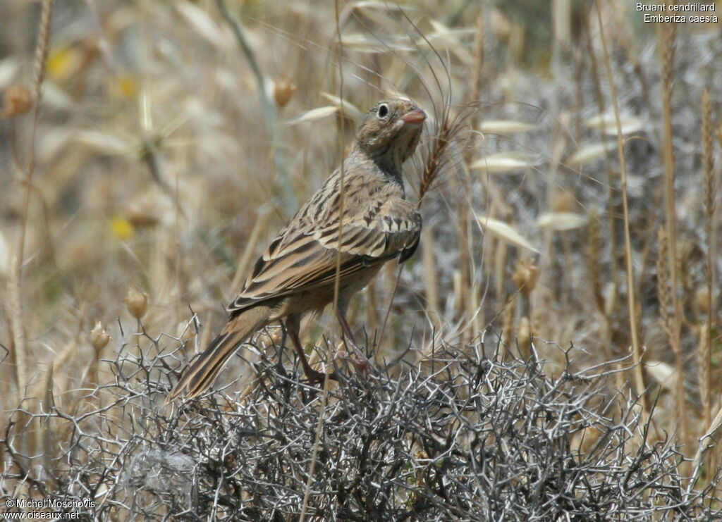 Cretzschmar's Bunting