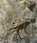 Cretzschmar's Bunting