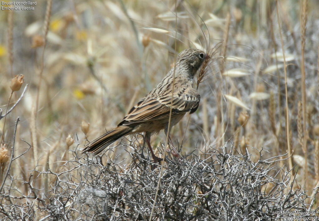 Cretzschmar's Bunting