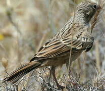 Cretzschmar's Bunting