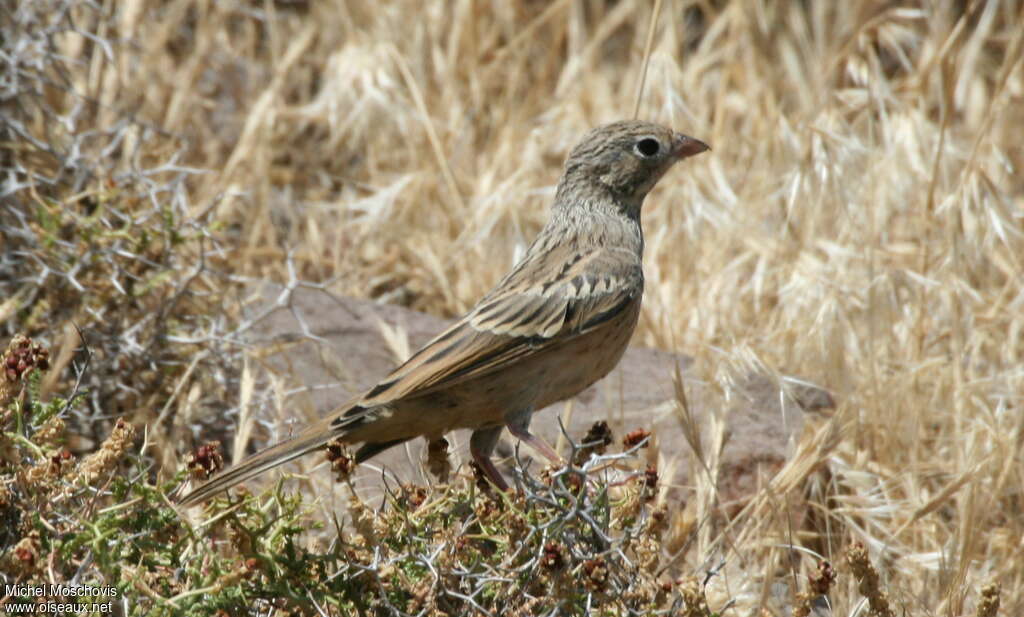 Cretzschmar's Buntingjuvenile, Behaviour