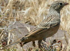 Cretzschmar's Bunting