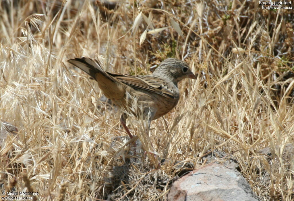 Cretzschmar's Bunting