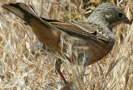 Cretzschmar's Bunting