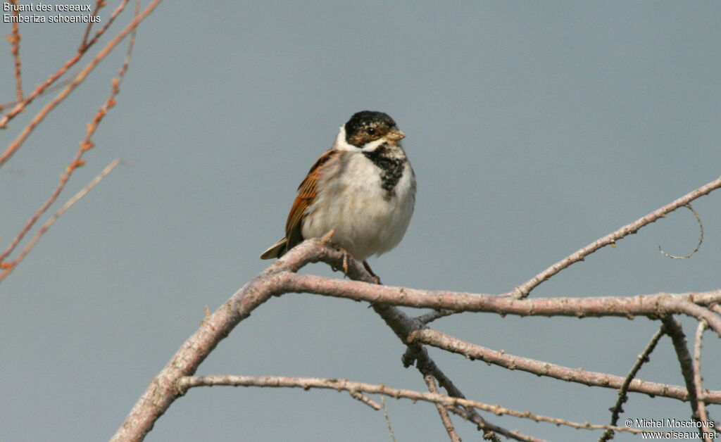 Bruant des roseaux mâle adulte internuptial, identification