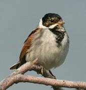 Common Reed Bunting