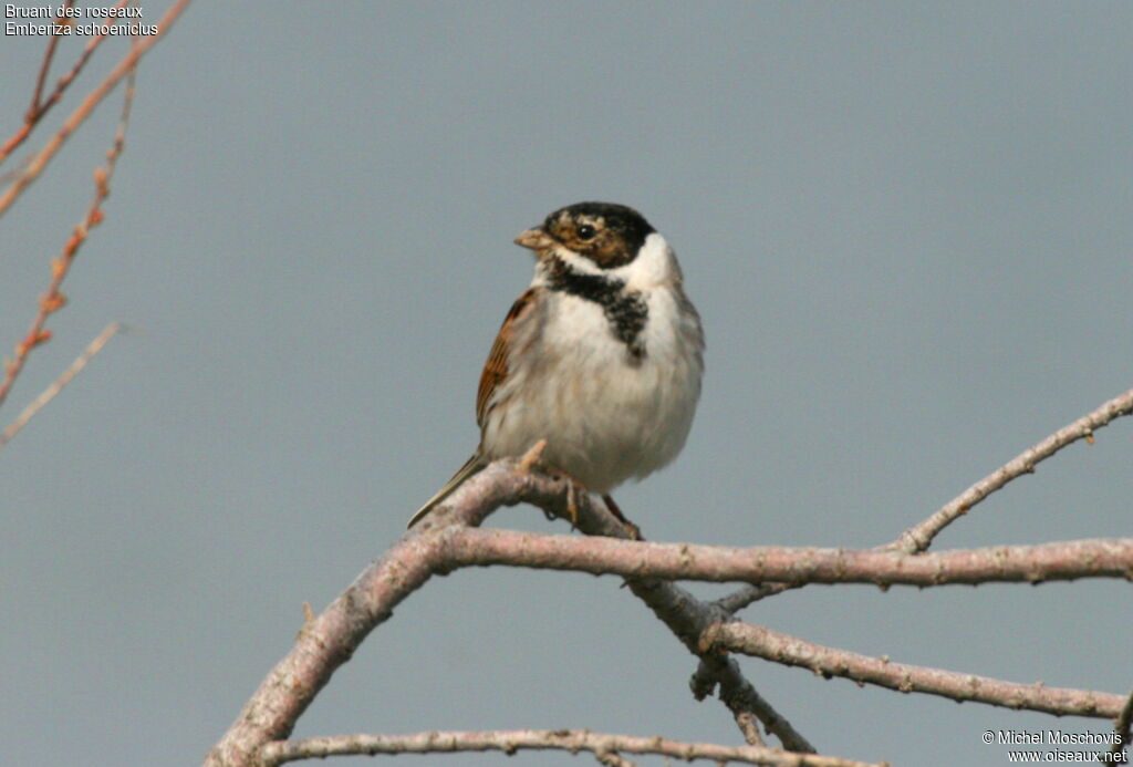 Common Reed Bunting male adult post breeding, identification