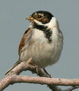 Common Reed Bunting