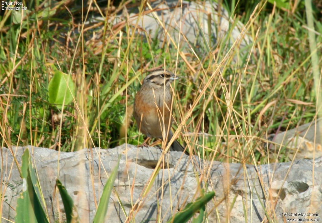 Rock Bunting, identification