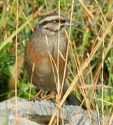 Rock Bunting