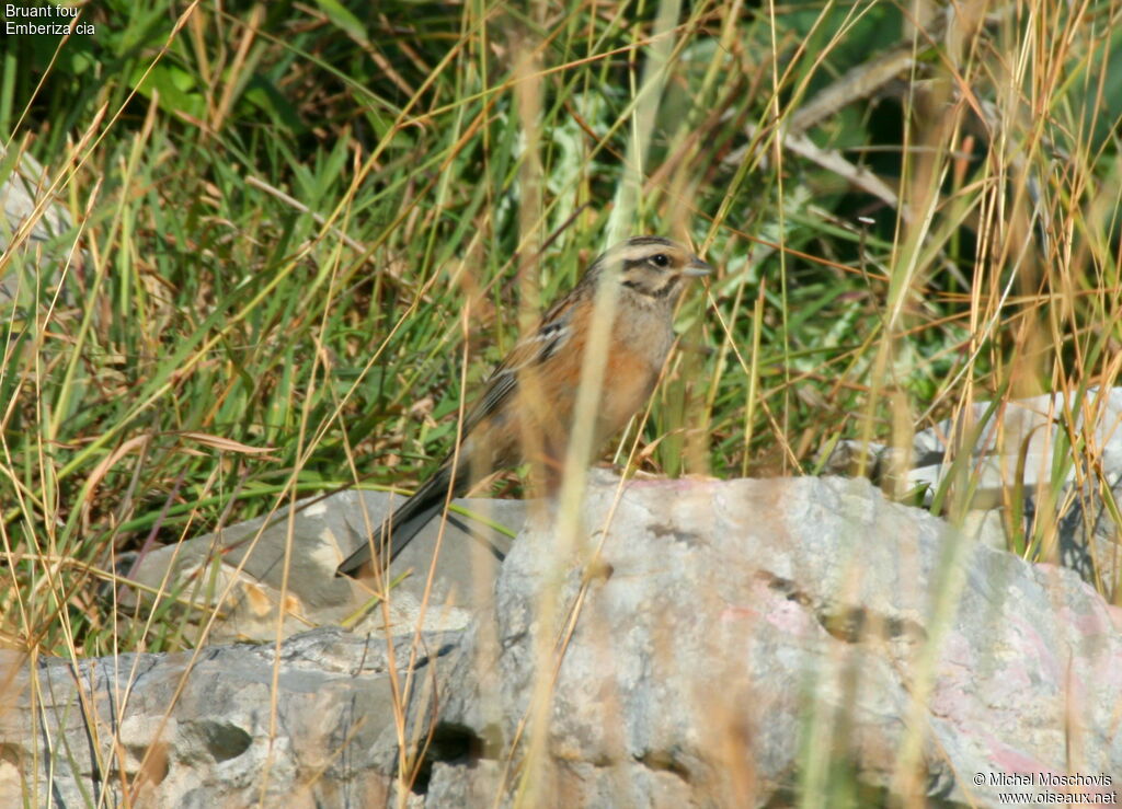 Rock Bunting, identification