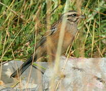 Rock Bunting