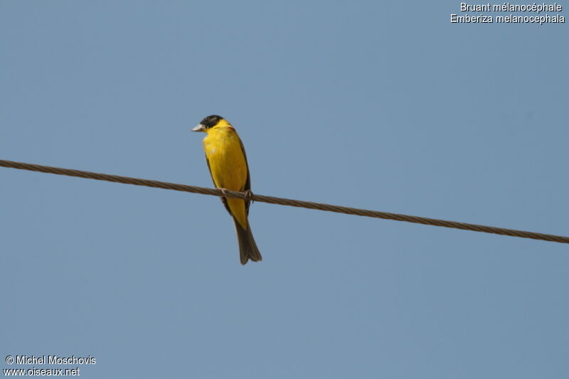 Black-headed Bunting male adult breeding