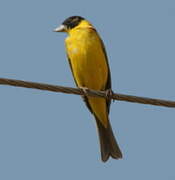 Black-headed Bunting