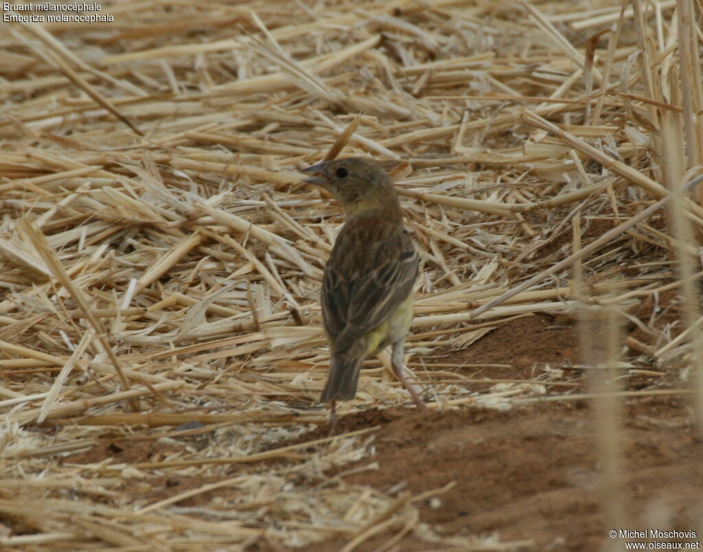 Black-headed Bunting female adult breeding