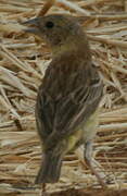 Black-headed Bunting